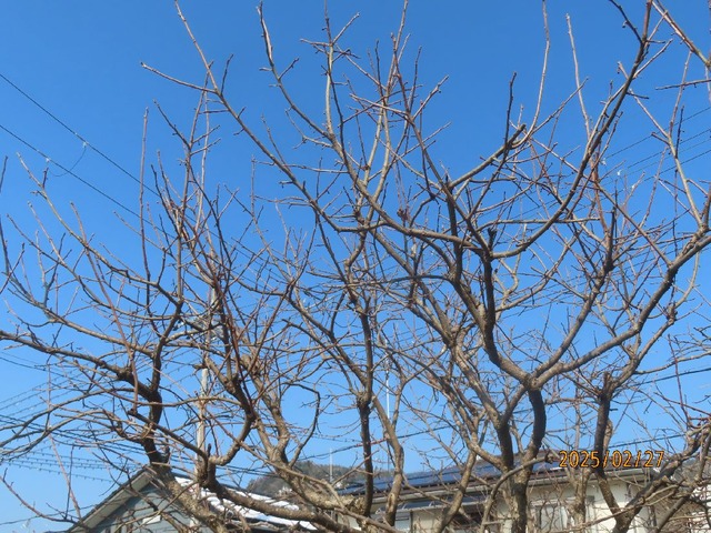 青空柿の木