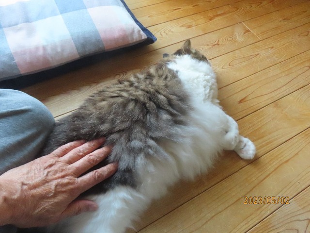 座蒲団に行かない