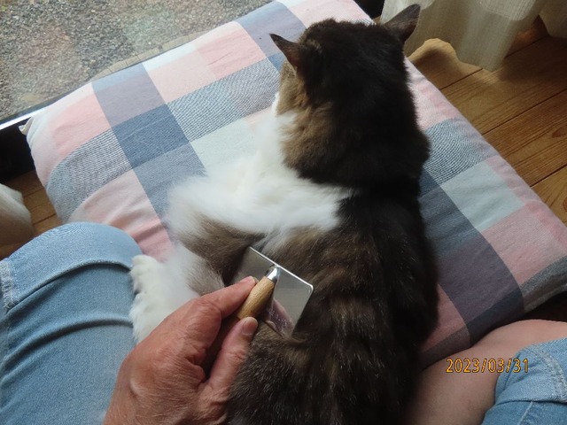 ブラッシング①