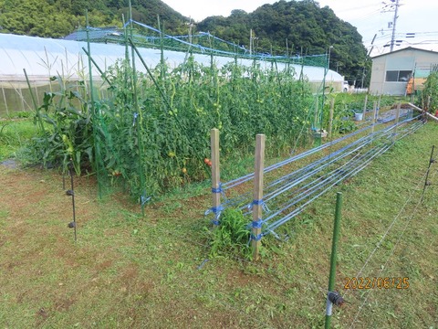 草刈後