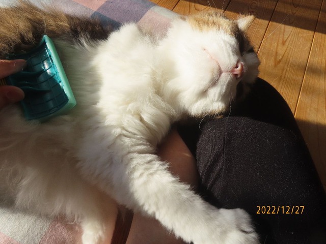 ブラッシング⑤