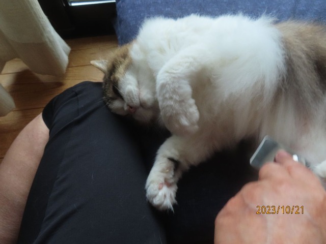 ブラッシング④