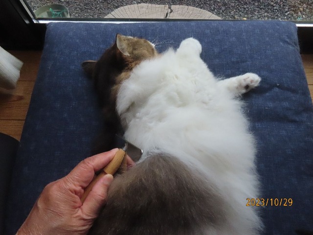 ブラッシング①