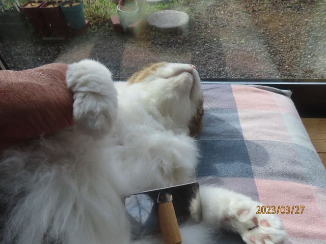 ブラッシング⑤