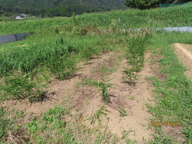 ショウガ畑