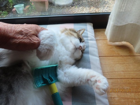 ブラッシング①