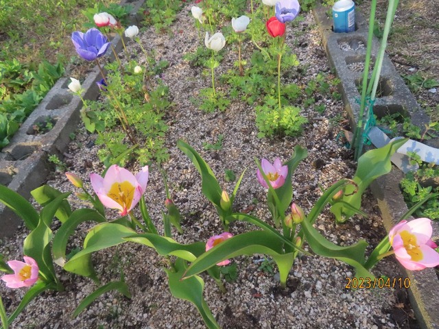 原種チューリップ