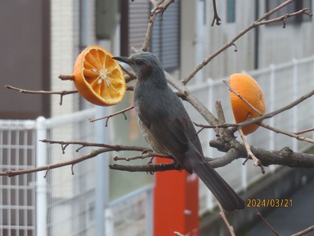 八時前ヒヨドリ