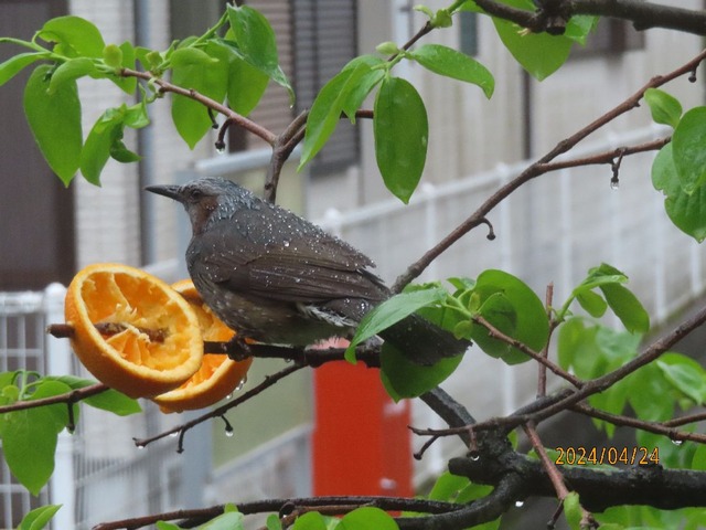 雨のヒヨドリ①
