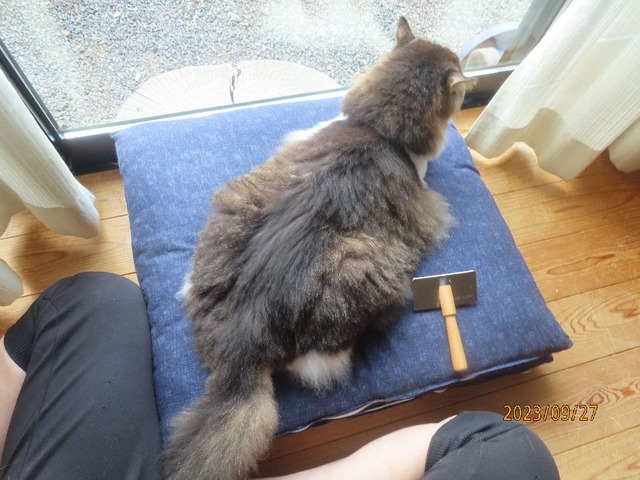 ブラッシング①八時