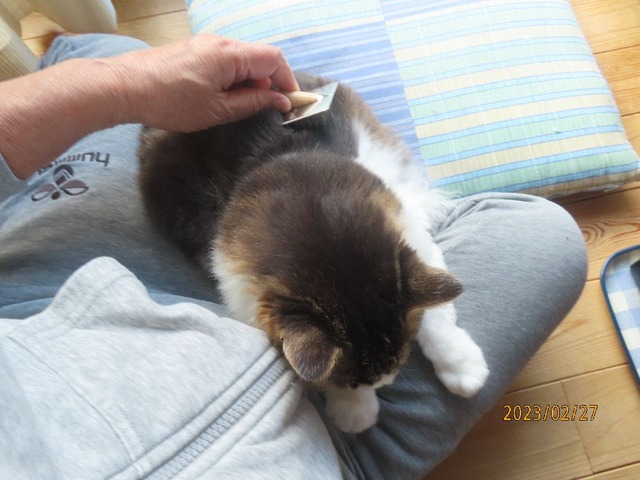 ブラッシング③