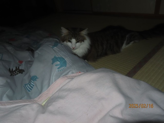 一時布団バトル①