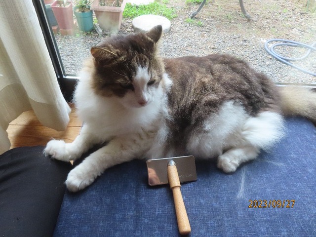 ブラッシング②