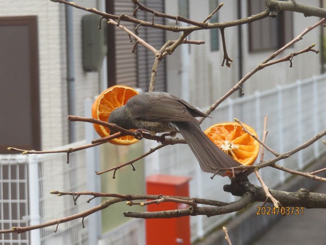 ヒヨドリお昼前
