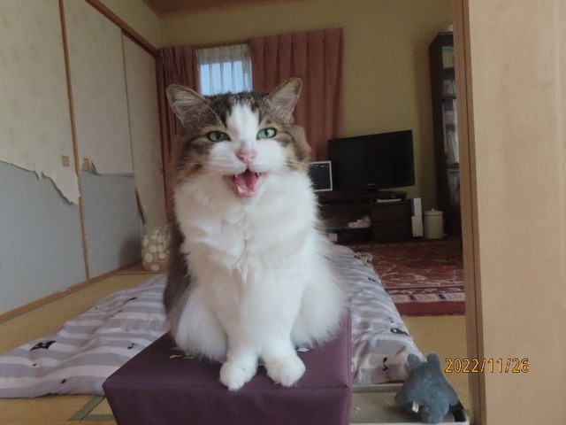 ふう「父ちゃんやっと起きた」