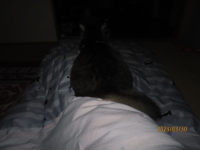 五時過ぎどす横向き