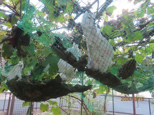 ブドウネットのゴミ