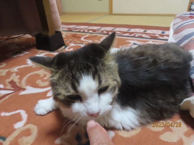 可愛いねえツンツン