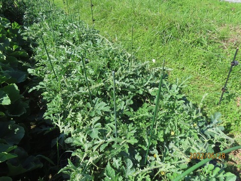 スイカ茂ってきた