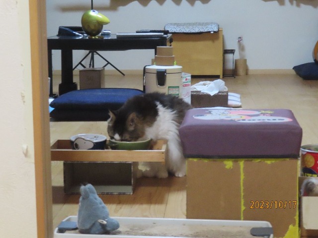 十時半ウエット