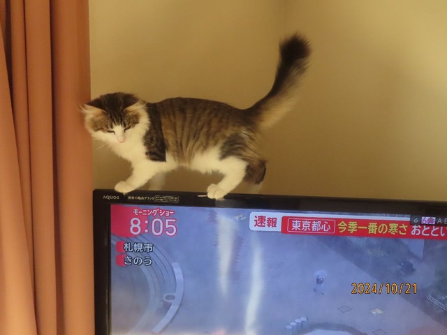テレビ①