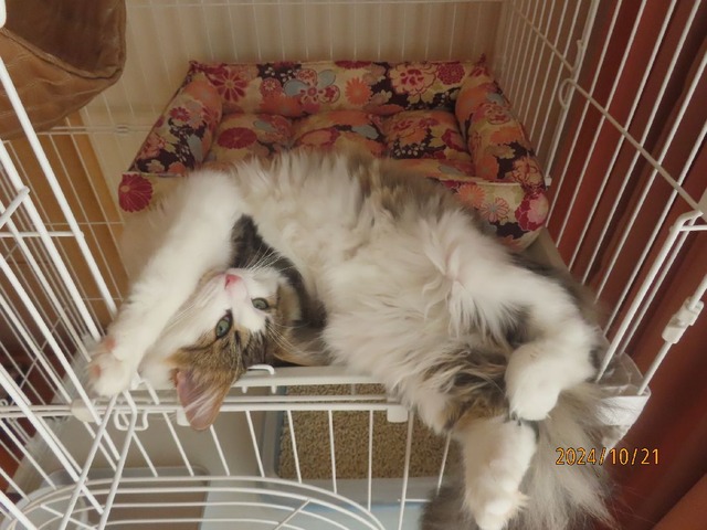 出かけて来るヨ