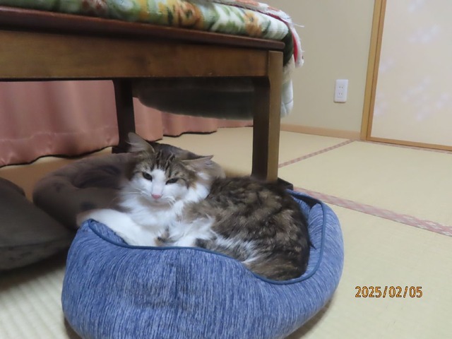 零時前にベッド