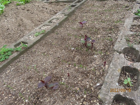 サツマイモの芽