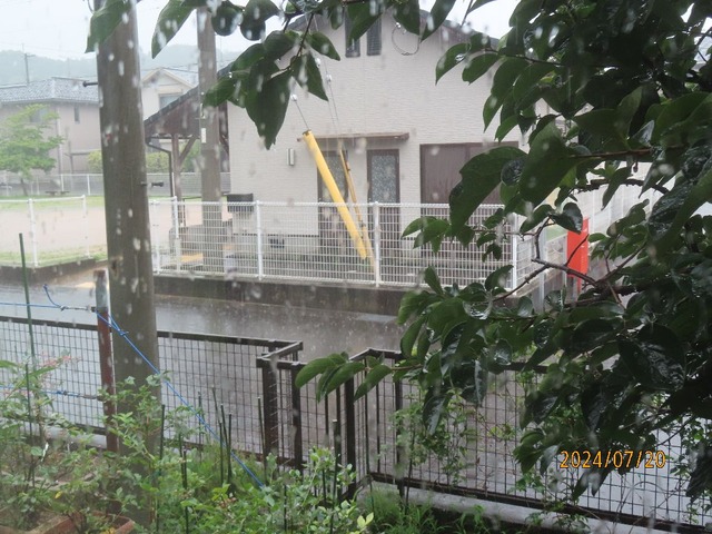 昼前雨②