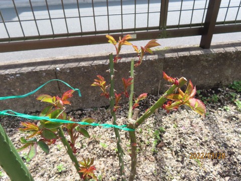 ダブルデライト