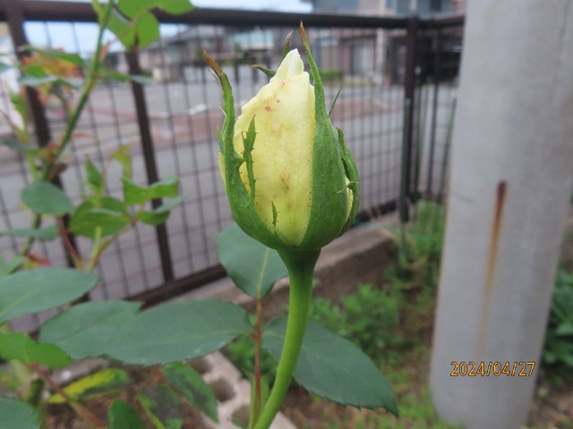 ホワイトクリスマス蕾