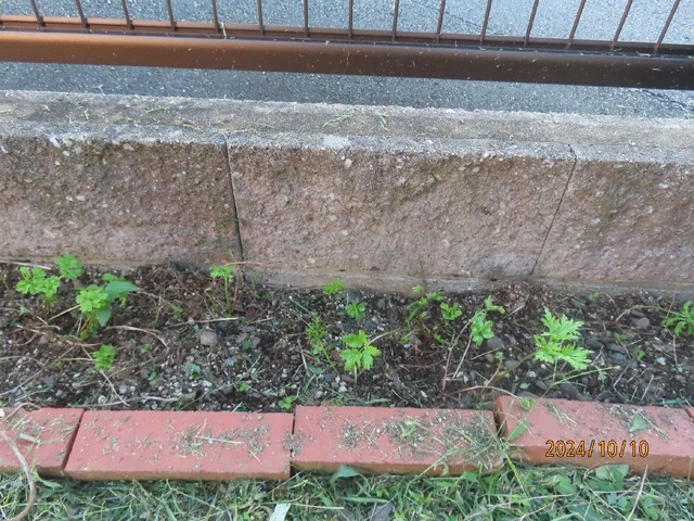 アネモネ