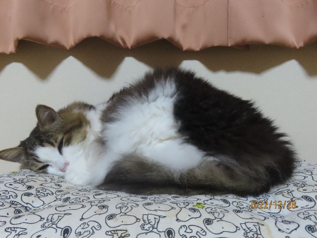 秋田ふうちゃん