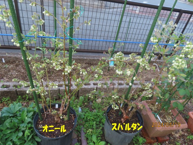 二鉢