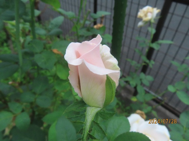 サマーレディー