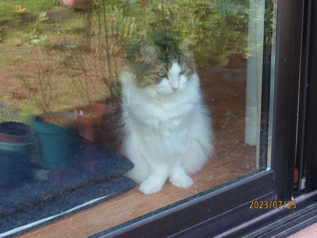 窓辺のふうちゃん