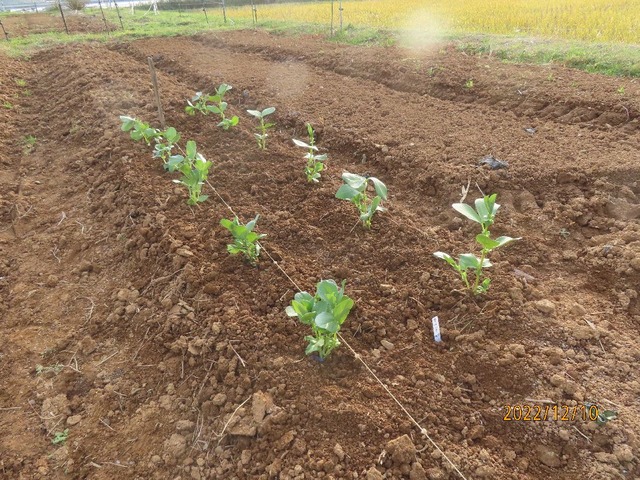 イトコソラマメ補充