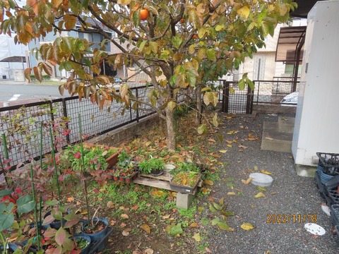 柿落ち葉