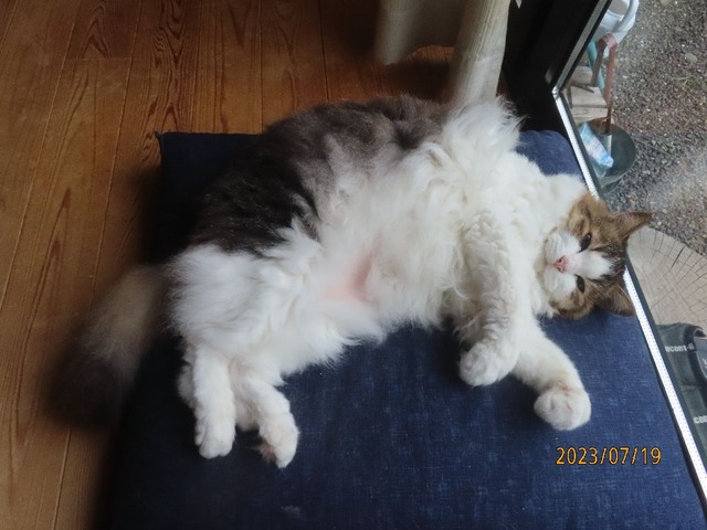 十九日ブラッシンク②