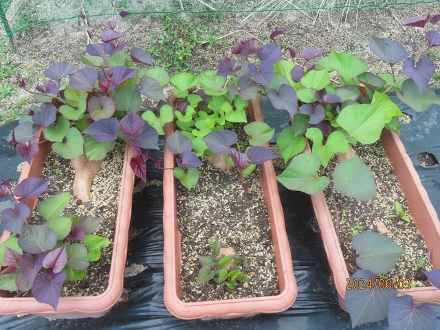 サツマイモツル