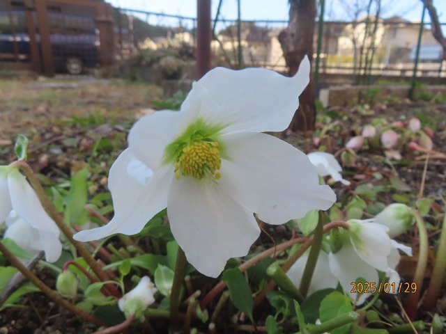 クリスマスローズ