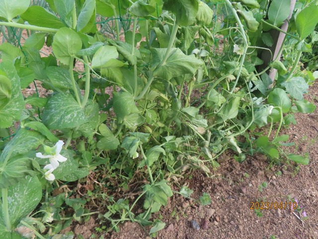 エンドウダメだ