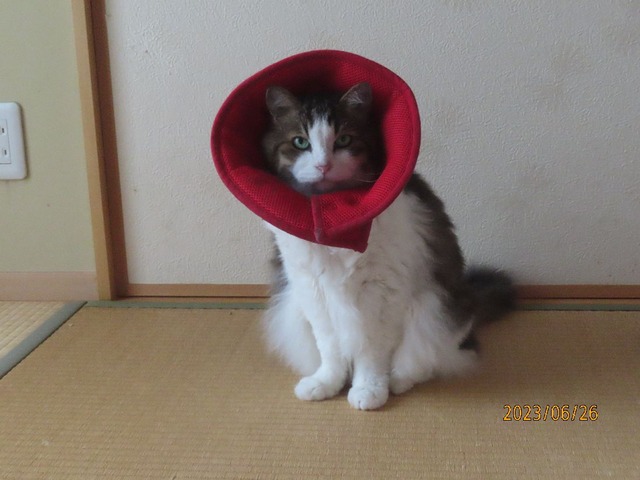 後ろでふにゃ～