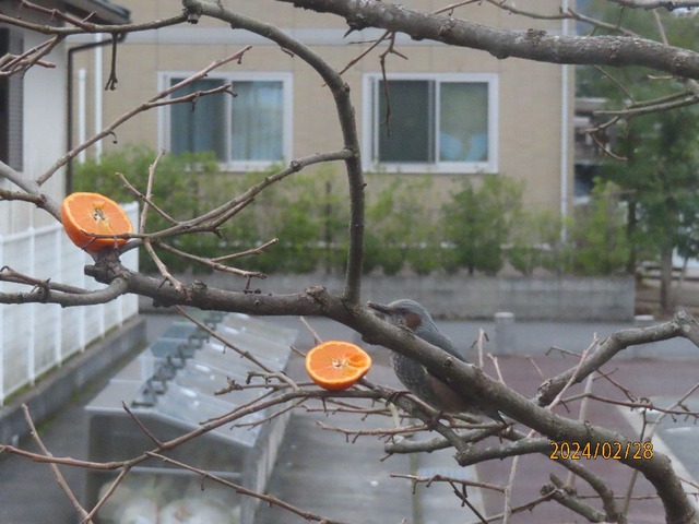 柿みかん