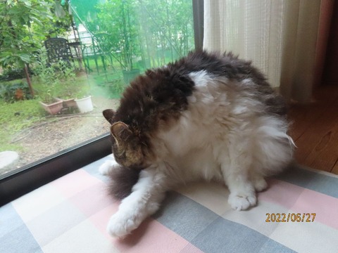 仕上げはセルフ