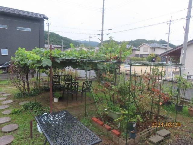 雨の庭