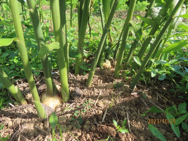 畑シヨウガ②