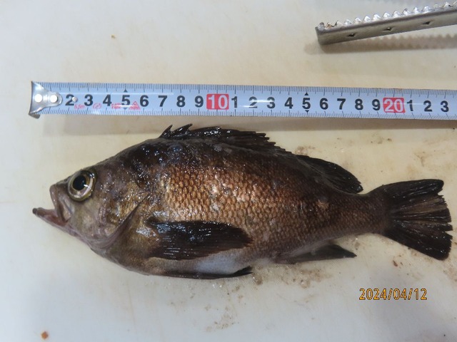 メバル④23ｃｍ