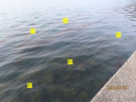 波止外向き