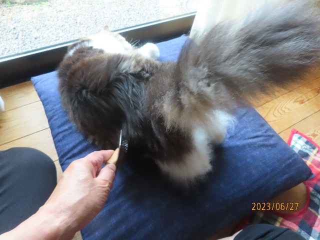 ブラッシング①お尻アップ